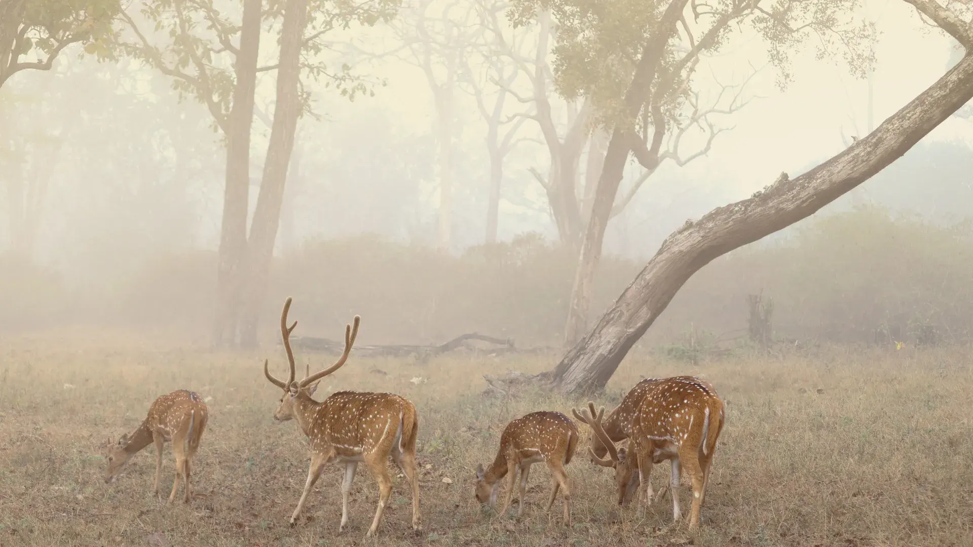 Przyroda i dzika fauna
