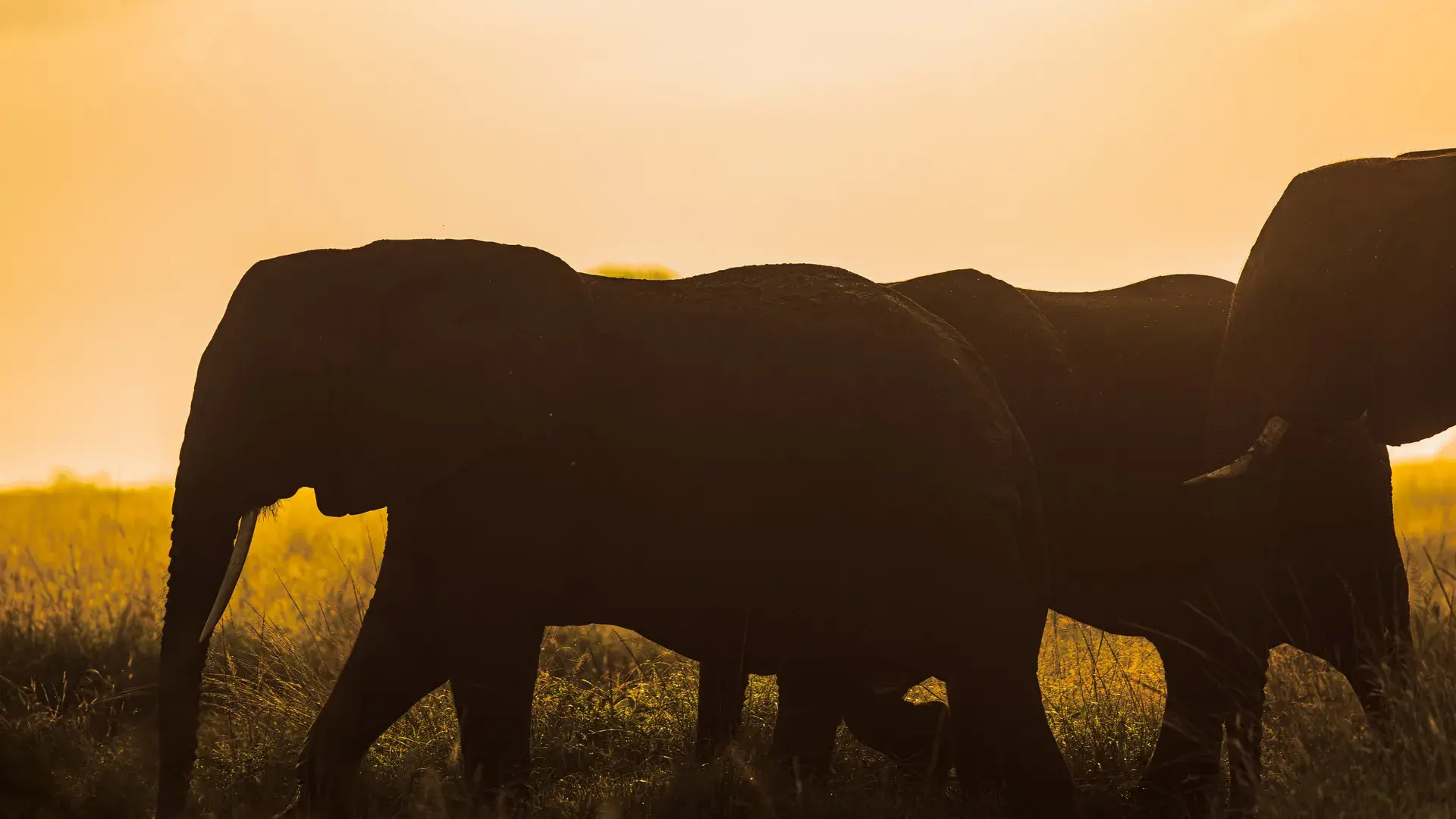 Safari